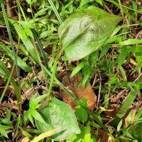 Aristolochia indica L.